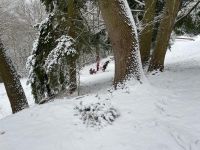 schlitten Groß.jpeg